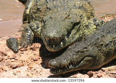 Crocodiles Modesto Ca
