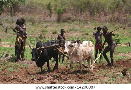 ETHIOPIA - UNKNOWN: Tribal people cultivate a field with draught animals in  this undated image taken in Ethiopia. - Stock Image - Everypixel
