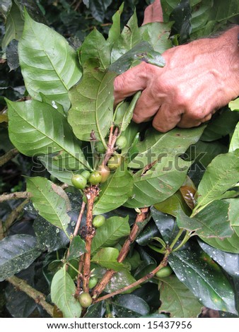 Close shot of a hand gathering coffee crop. Colombia.