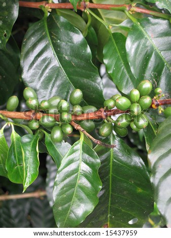 Close shot of a coffee crop. Colombia.
