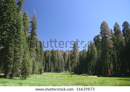 Crescent Meadow. A small, sequoia-rimmed meadow in the Giant Forest region of Sequoia National Park. California. USA