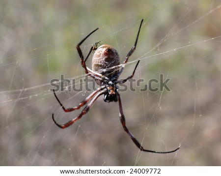 Closeup shot of a small spider climbing over huge spider. Western Australia, Australia,