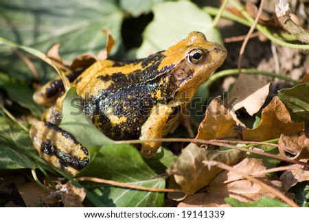 Common frog on autumn leafs