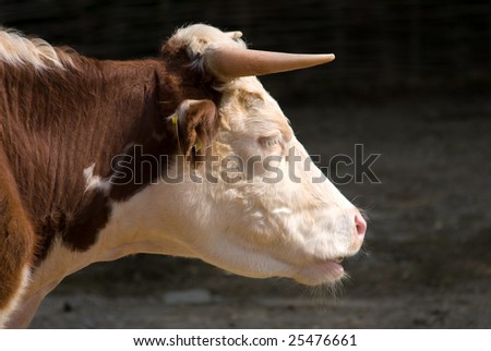 White cow head with brown stains side profile