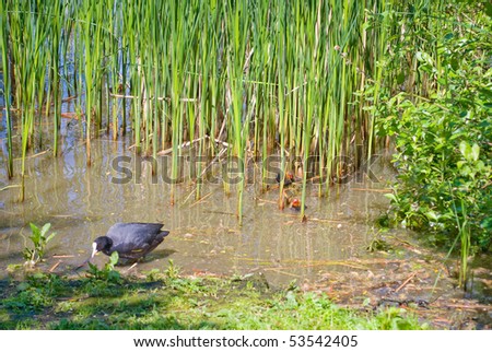 Coot with youngsters in the water rushes