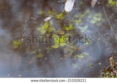 Autumn scene: green leaves, grass and weed reflected in the bog water