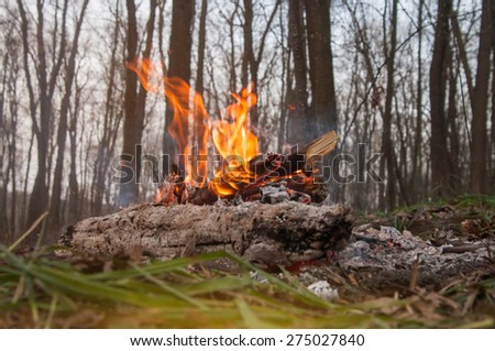 Camp fire in spring forest