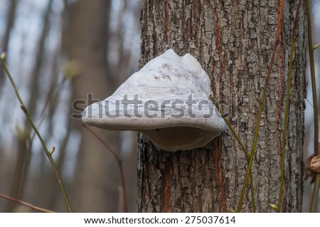 Forest close-up image: sponk on tree bark