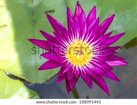 Purple lotus flower beautiful lotus in water