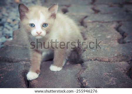 Brown little tabby kitten cute.