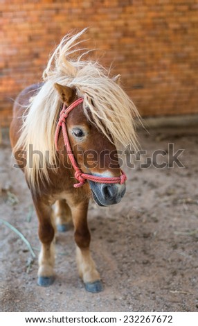 Dwarf horses white and brown color