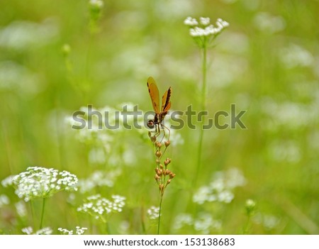 Tiny Dancer Dragonfly poses on a wildflower a midst white babies breath flowers