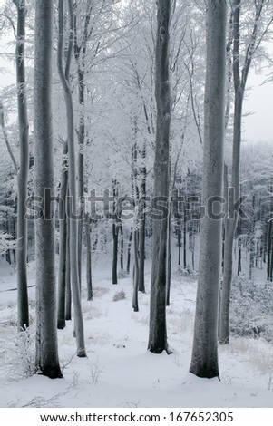 Misty beech forest in the winter with frost covered tree trunks.