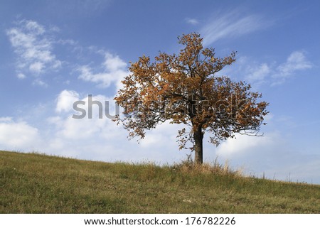 A solitary fruit tree in the autumn. Light blue sky with blue clouds in the background.