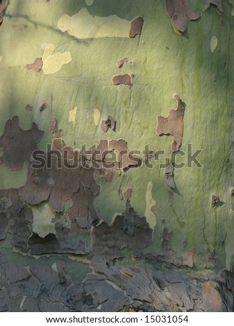 red elm tree pictures. elm tree bark photo. red elm