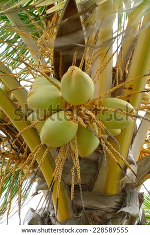 Coconuts growing on a coconut tree