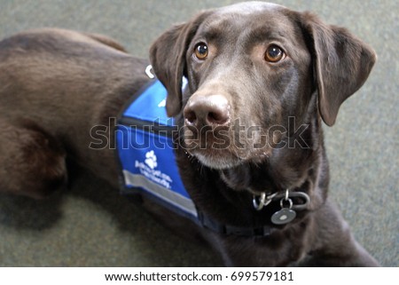 Palmer the chocolate Labrador retriever, an expressive animal, lays looking eagerly off to the left while wearing a blue 