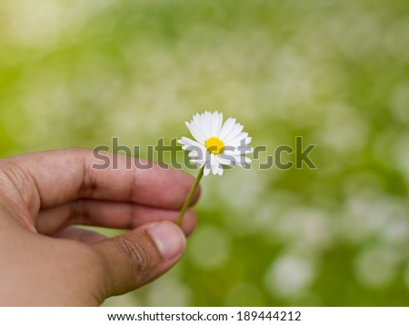 Hand holding a little daisy on spring