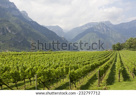 The Dolomites can be seen in Trento, north of Italy. Wine production is one of the main industries in this area.