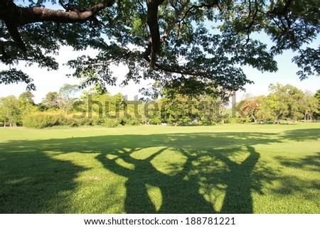 Tree shadow in garden