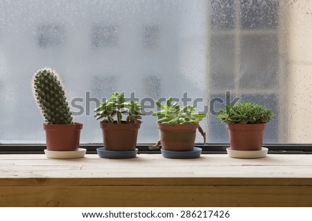 Cactuses in a small flower pots, raining day