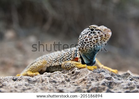 eastern collared lizard sitting on a rock
