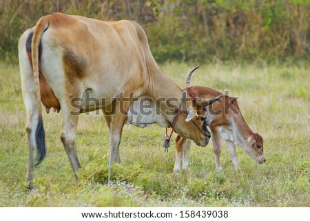 a cow helping its young to rise and walk