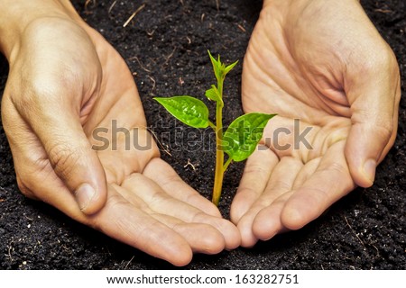 two hands holding and caring a young green plant / planting tree