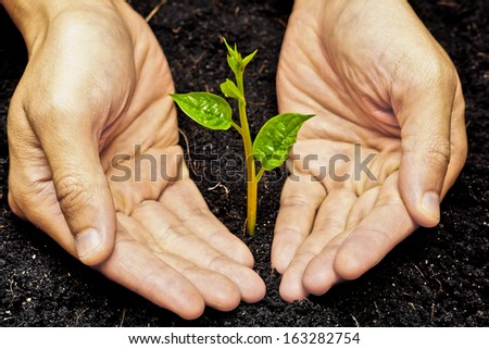 two hands holding and caring a young green plant / planting tree