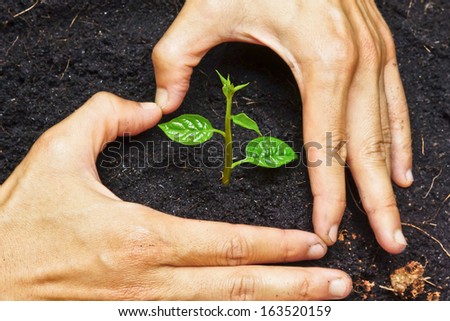 two hands forming a heart shape around a young green plant / planting tree