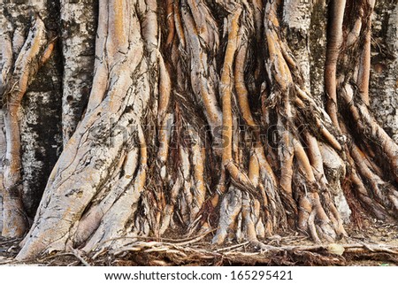 tree root texture