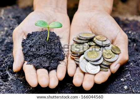 hands holding a tree and coins / making the right choice