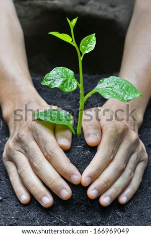 farmer\'s hands growing a young tree / save the world / heal the world / love nature