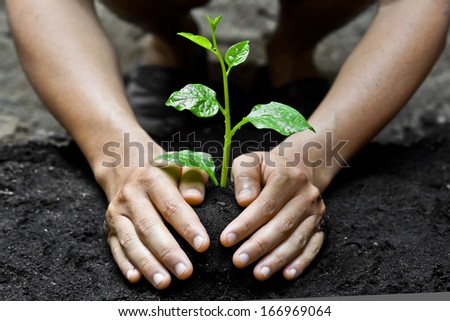 farmer\'s hands growing a young tree / save the world / heal the world / love nature