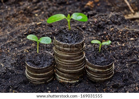 tress growing on coins / csr / sustainable development