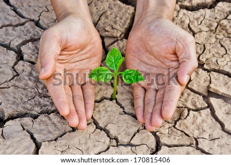 hands holding tree growing on cracked earth /hands growing tree / save the world / environmental problems / love nature / heal the world / cut tree