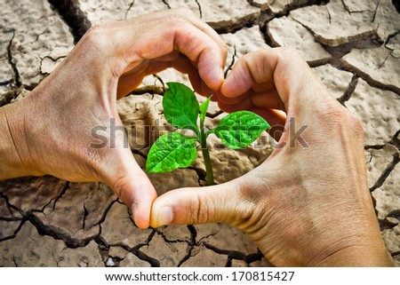 hands forming a heart shape around a tree growing on cracked ground /hands growing tree / save the world / environmental problems / growing tree / cut tree