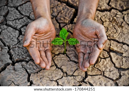 hands holding tree growing on cracked earth /hands growing tree / save the world / environmental problems / cut tree