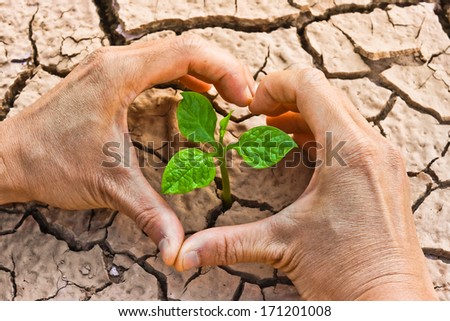 hands forming a heart shape around a tree growing on cracked ground /hands growing tree / save the world / environmental problems / growing tree / csr