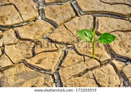 tree growing on cracked earth / growing tree / save the world / environmental problems / cut tree
