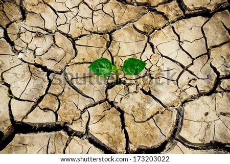 tree growing on cracked earth / growing tree / save the world / environmental problems / cut tree