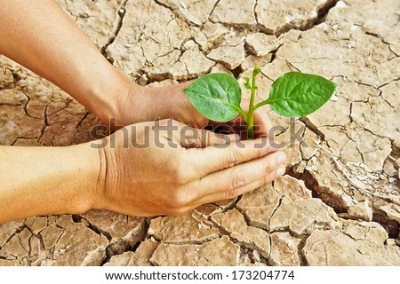 hands growing a tree growing on cracked earth /hands growing tree / save the world / environmental problems / love nature / heal the world / cut tree