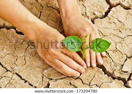 hands growing a tree growing on cracked earth /hands growing tree / save the world / environmental problems / love nature / heal the world / cut tree