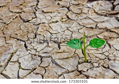 tree growing on cracked earth / growing tree / save the world / environmental problems / cut tree / natural destruction