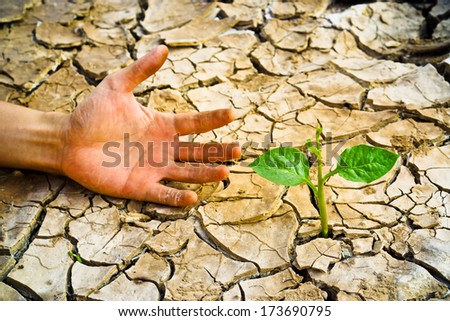hand trying to reach a tree growing on cracked earth / tree growing on cracked earth / growing tree / save the world / environmental problems / cut tree / death