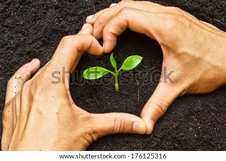 Two Hands Forming A Heart Shape Around A Young Green Plant / Planting Tree / Growing A Tree / Love Nature / Save The World