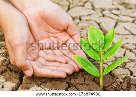 hands watering a tree on cracked earth / love nature / love tree / save the world / heal the earth / environmental destruction / growing tree / plantation