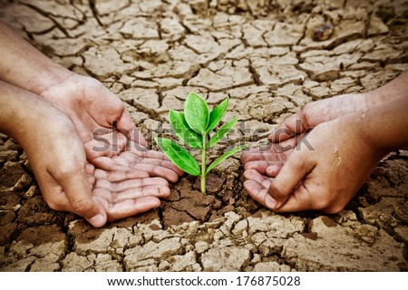 hands holding tree growing on cracked earth /hands growing tree / save the world / environmental problems / love nature / heal the world / cut tree / watering tree on crack ground