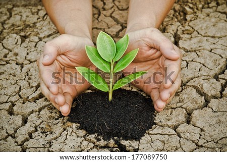hands growing a tree on cracke ground / tree growing on cracked earth / hands growing tree / save the world / environmental problems / love nature / heal the world / cut tree / love tree