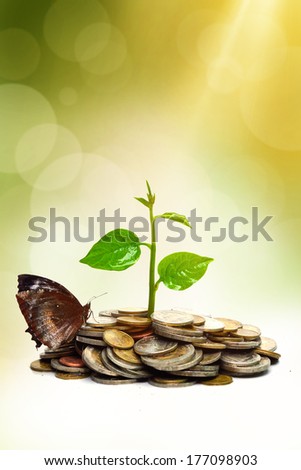 trees growing on coins  with a butterfly / csr / sustainable development / trees growing on stack of coins